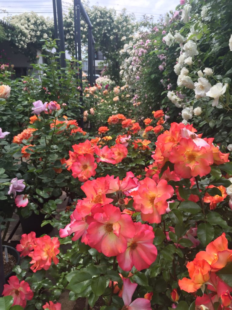 360℃のバラ庭園が楽しめる「カフェ ロココ」