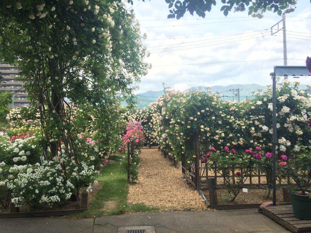360℃のバラ庭園が楽しめる「カフェ ロココ」