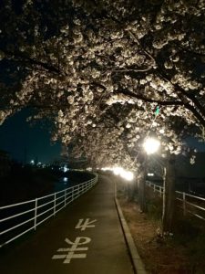 夜の甲府市貢川にある芸術の小径の桜並木