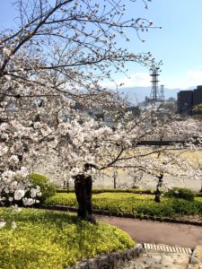 甲府市舞鶴城公園の桜