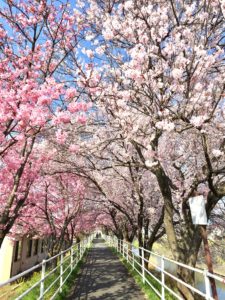 甲府市貢川にある芸術の小径の桜並木