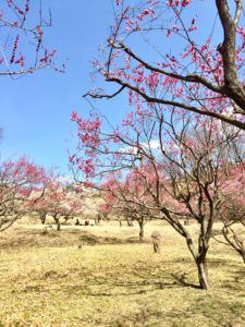 甲斐市敷島の梅の花畑