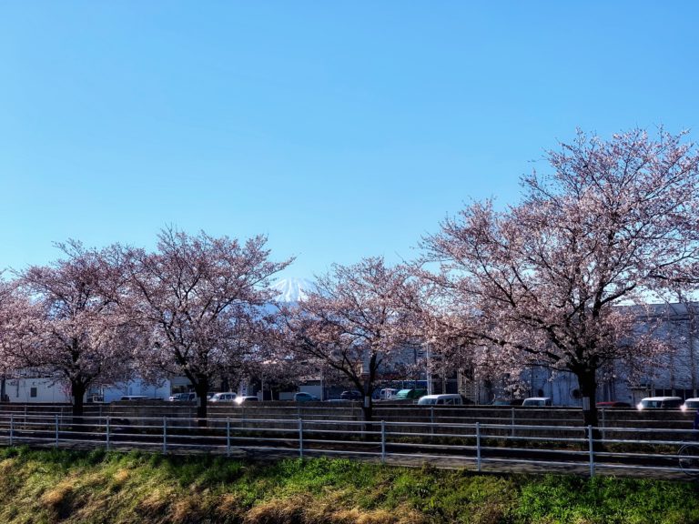 芸術の小道の富士山と桜