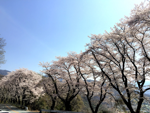 愛宕山こどもの国の桜並木