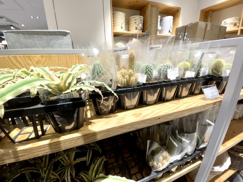 Standard Products新宿店の観葉植物