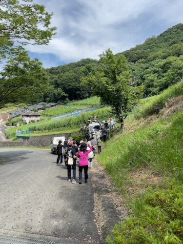 シャトー酒折のシャルドネの畑