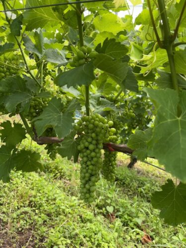 シャトー酒折のシャルドネの畑