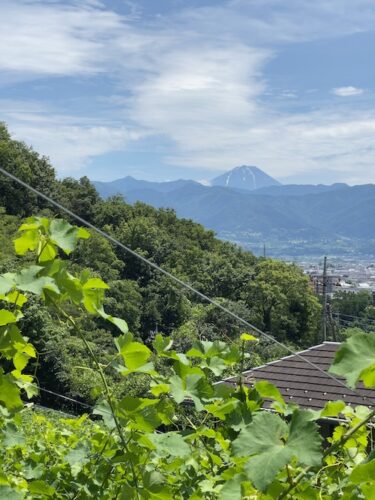 ほ場から望む夏の富士山