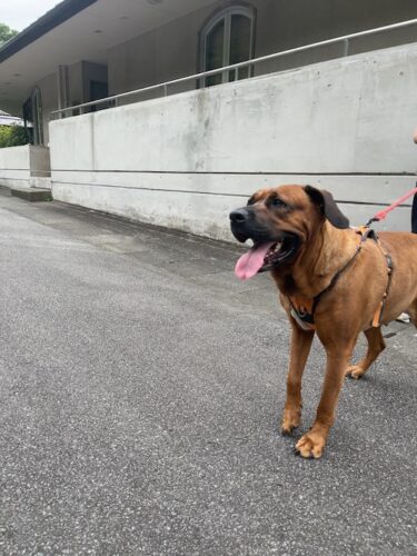 シャトー酒折で飼っている土佐犬のあうんちゃん（メス）