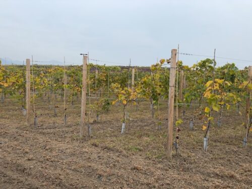道中でみかけた垣根仕立てのブドウ畑